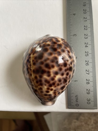 Conchiglia polacca tiger - conchiglia,