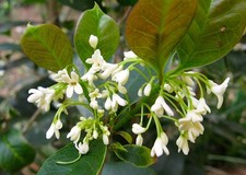Pianta osmanthus fragrans - di,