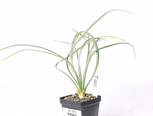 5cm raresucculent plant - ,