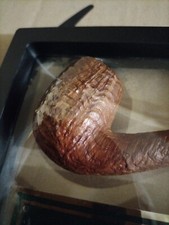 Pipa Savinelli Anni 60