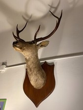 TROFEO SU BASE IN LEGNO. TESTA DI CERVO IMBALSAMATO 