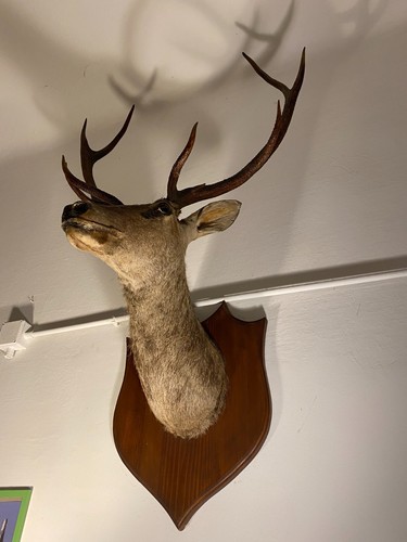 Trofeo base legno testa - trofeo, su