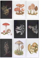 BOLETUS EDULIS  AMANITA LEPIOTA PROCERA MORCHELLA LICHENI  9 CART 1994 FUNGHI