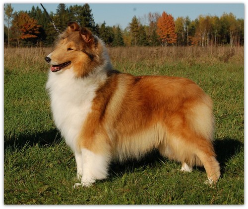 Coperta pile ruvido collie - coperta, in