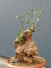 Bonsai olivastro 40x30cm - 40x30cm, in