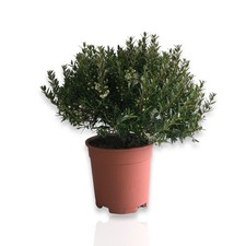 Mirto Myrtus Microphylla vaso 17 CERTIFICATA cespuglietto cespuglio