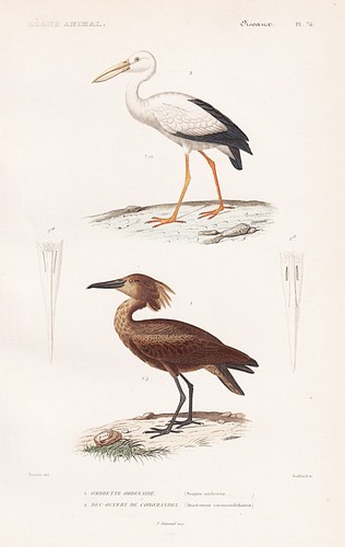 Scopus umbretta cicogna