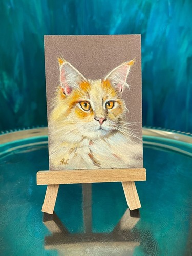 Maine coon red gatto disegno