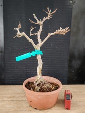 bonsai di gelso h 42 cm visita