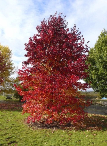Liquidambar styraciflua - liquidambar,