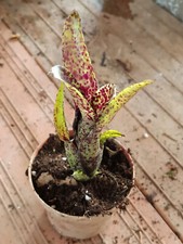 Neoregelia Ounce of Purple 1