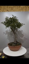 Pre Bonsai Quercia Yamadori