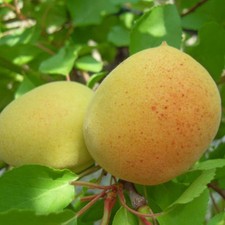 PIANTA DA FRUTTO ALBICOCCO