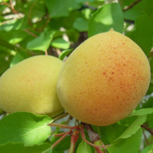 Pianta frutto albicocco - da,