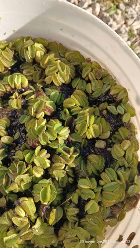 Salvinia natans pianta - ,,