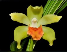 Lycaste cinnabarina Huge BS