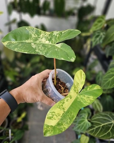 Philodendron jennifer florida - philodendron, (florida