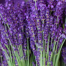 LAVENDER SEEDS 200+ COMMON