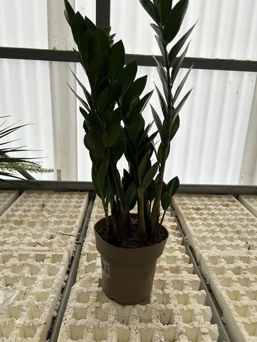Zamioculcas v17 - zamioculcas,