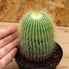 Notocactus leninghausii intermedio Vaso 10 cm Cod.1507-11