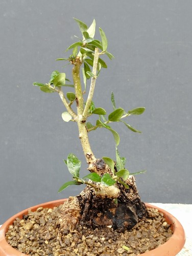 Bonsai olivastro 20x10cm - olivastro,