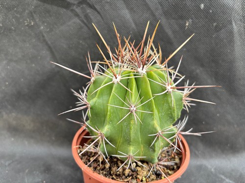 Ferocactus flavovirens - ferocactus,