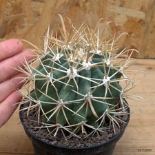 Ferocactus chrysacanthus vaso - chrysacanthus,
