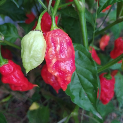 Pod chaguanas red 10 - 7,