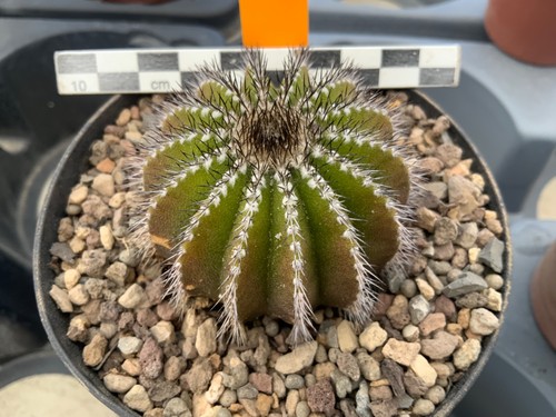 437 uebelmannia pectinifera - 437,