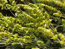 Siderite da tè greco biologico di montagna (2025 RACCOLTA AGOSTO)