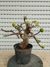 pre bonsai di ficus carica