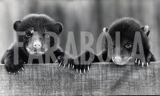 Foto vintage Animali, affronteranno la vita con gentilezza, stampa 21x15 cm