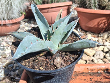 O13 Agave ovatifolia agave a