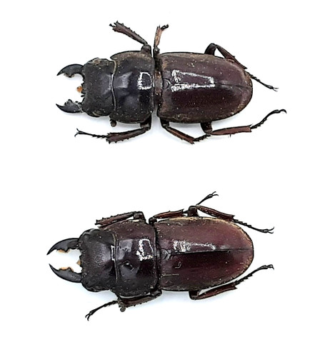 Lucanidae serrognathus - lucanidae,,