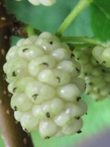 Alberi frutto gelso - alberi,