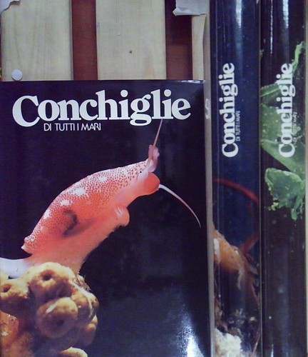 Conchiglie tutti mari - conchiglie,