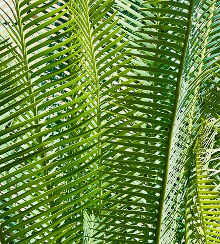 Dioon edule var angustifolium - dioon,