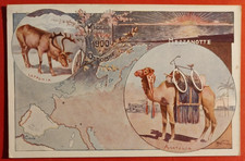 CARTOLINA CICLISMO LUIGI MASETTI RICORDO CEAUTA CAPO NORD + ERINNOFILO ( C 95 )