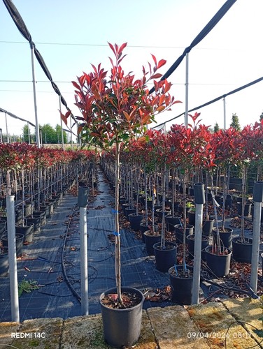 Photinia fraseri alb 2 - photinia, alb.24