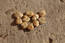 FICO D'INDIA - OPUNTIA FICUS