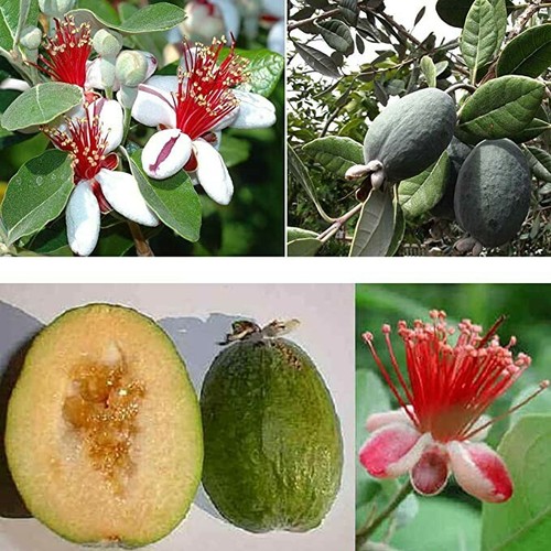 Pianta feijoa sellowina da - di,