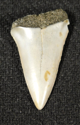 Grande dente fossile squalo - grande,