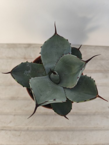 Agave ovatifolia blue - agave,