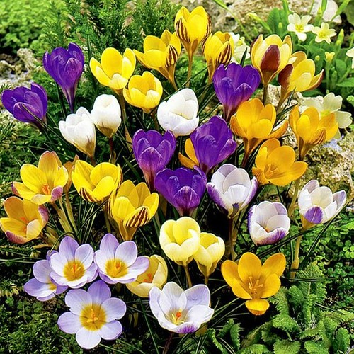 Bulbi fiori cipolle - di,