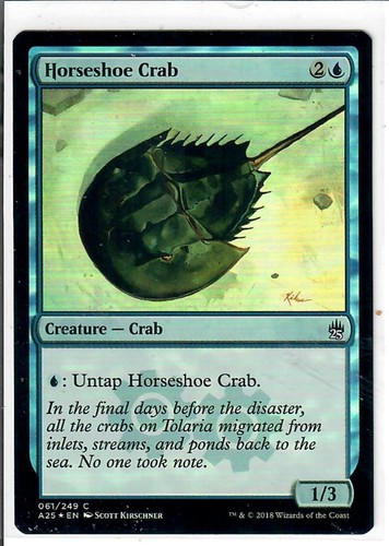 Horseshoe crab common - horseshoe, 61
