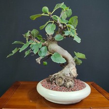 BONSAI  DI FICO DA  FRUTTO