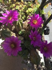 Echinocereus Viereckii Subsp