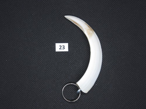 Wild boar tusk pendant no - pendant, (no