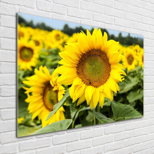 Tulup pittura vetro - tulup, su