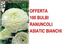 OFFERTA 100 BULBI RANUNCOLO
